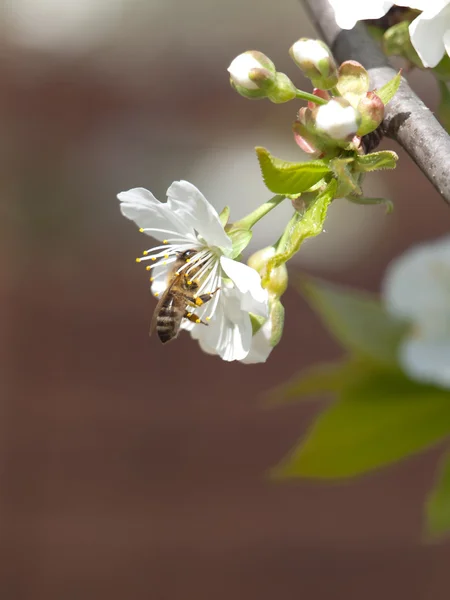 Fleur de cerisier — Photo