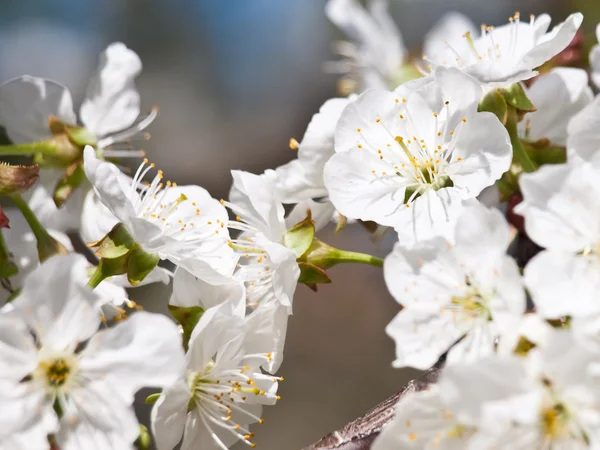 Cherry flower — Stock Photo, Image