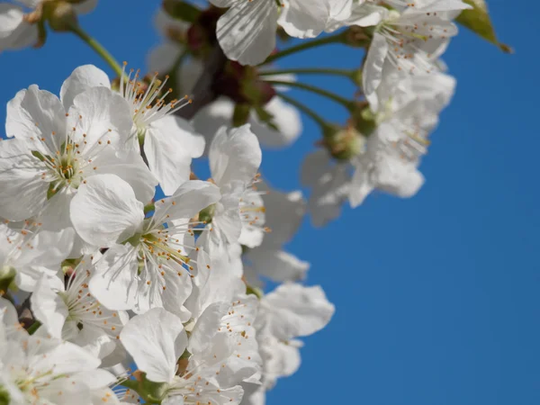 Cherry flower — Stock Photo, Image