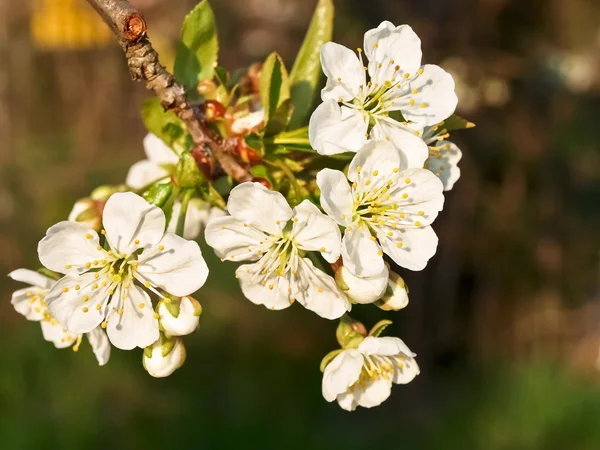 Kirschblüte Hintergrund — Stockfoto