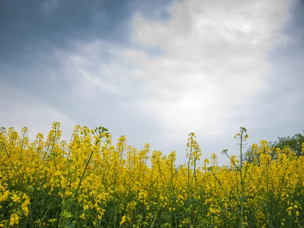 Ground rape — Stock Photo, Image