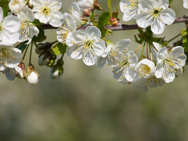 Cherry flower background — Stock Photo, Image