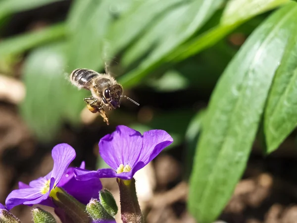 Abeille et fleurs bleues — Photo