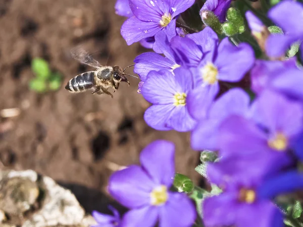 Bee en blauwe bloemen — Stockfoto