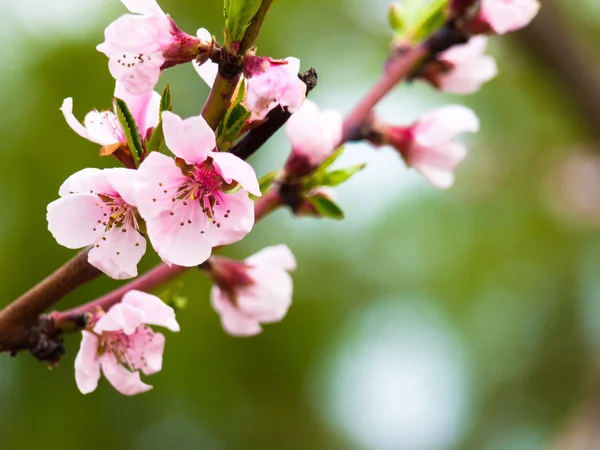 Pfirsichblüte — Stockfoto