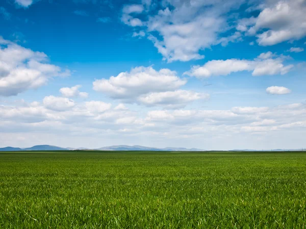 Maïs achtergrond van een veld — Stockfoto