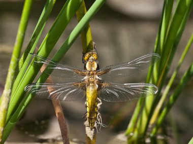 Dragonfly clipart