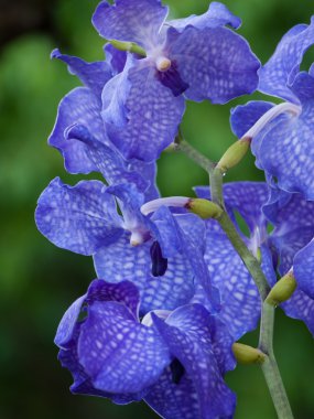 Mavi orkide