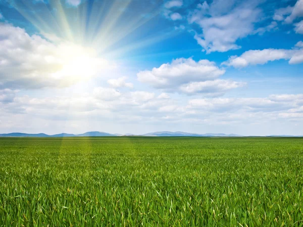 Maïs achtergrond van een veld — Stockfoto