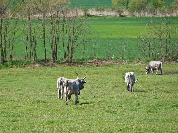 들에 있는 소들 — 스톡 사진
