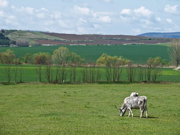 Agricultura Contexto — Fotografia de Stock