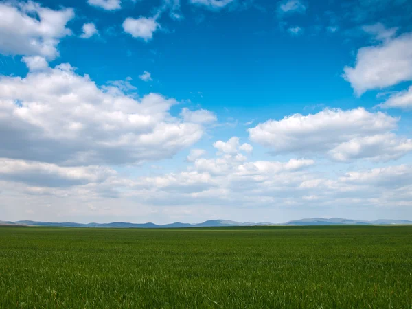 Grönt fält bakgrund — Stockfoto