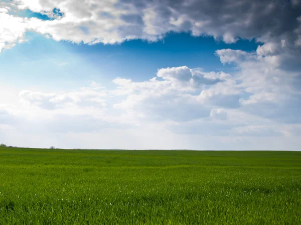 Hintergrund Maisfeld — Stockfoto