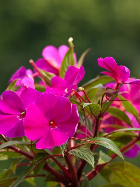 Vacker rosa blomma — Stockfoto