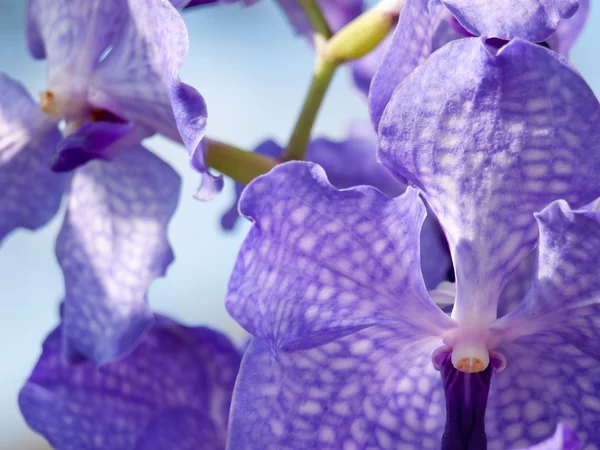Orchidee blu — Foto Stock