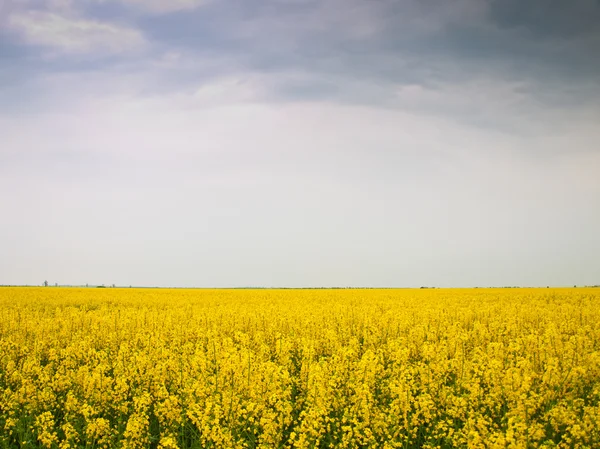 Rape field — Stock Photo, Image