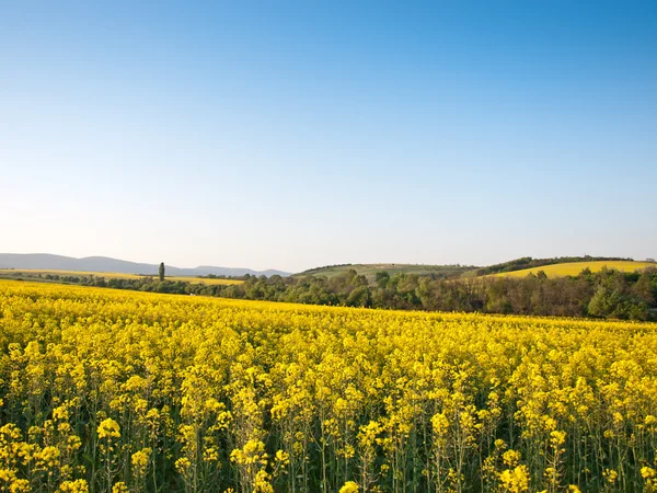 Rape field — Stock Photo, Image