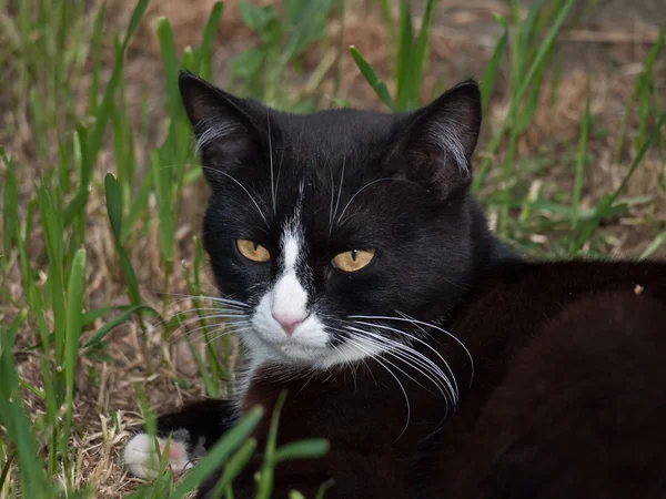 Ritratto gatto nero — Foto Stock