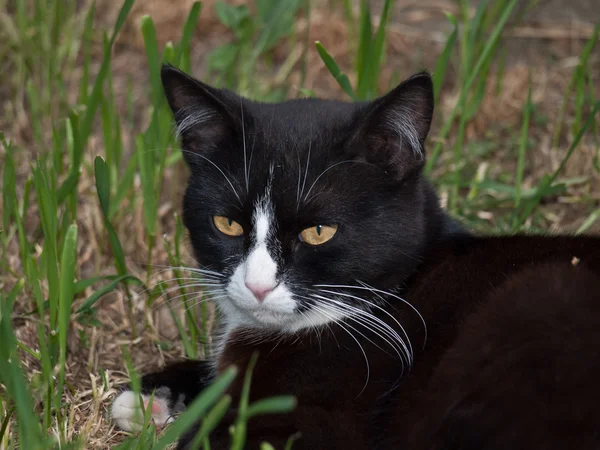 Porträt einer schwarzen Katze — Stockfoto