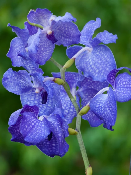 Blue orchids