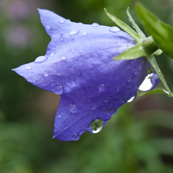 Fundo Bluebell — Fotografia de Stock