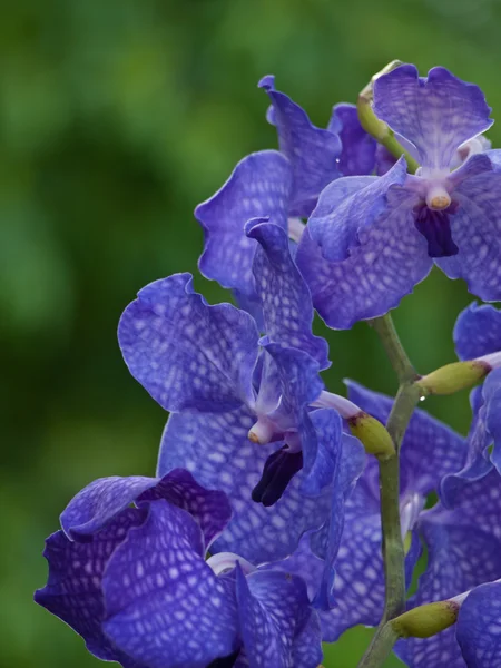 Синие орхидеи — стоковое фото