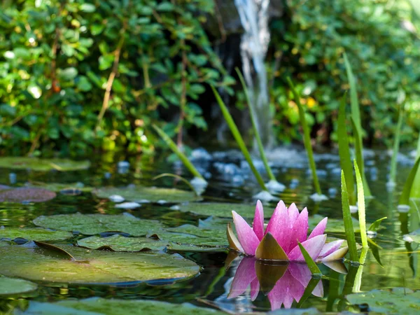 Water lily — Stock Photo, Image