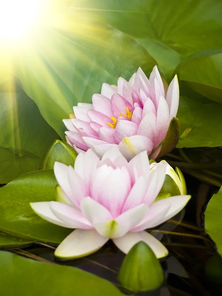 Water lily — Stock Photo, Image