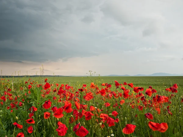 Pole Maków tło — Zdjęcie stockowe