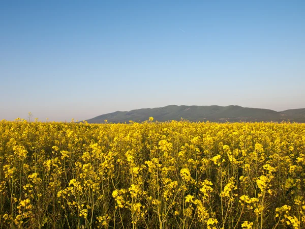 Rape field — Stock Photo, Image