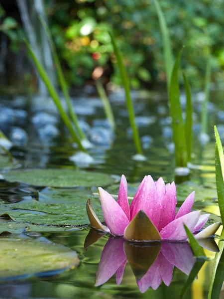 Water lily — Stock Photo, Image