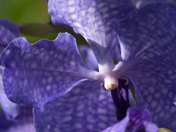 Orchidee blu — Foto Stock