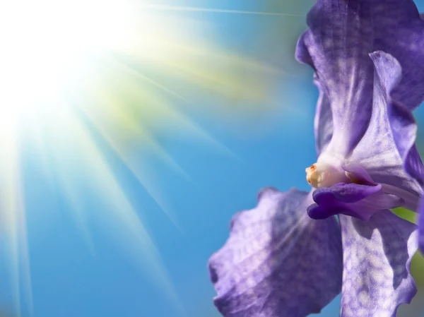 Orchidee blu — Foto Stock