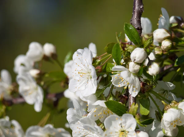 Kirschblüte — Stockfoto