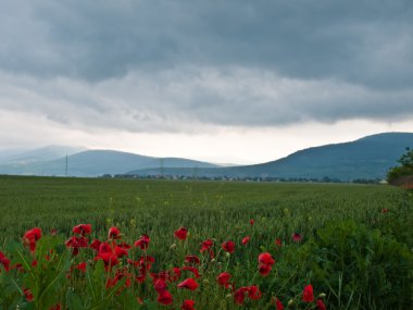 haşhaş alan arka plan