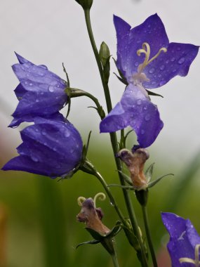 Bluebell arka plan