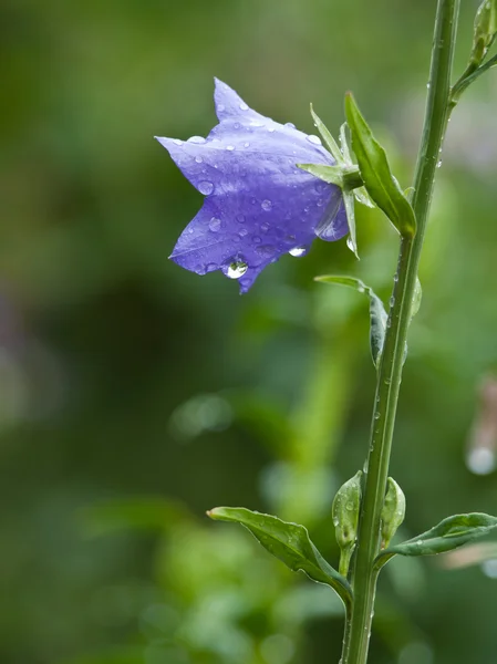 Bluebell tło — Zdjęcie stockowe