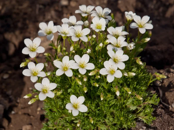 Vit vaggar blomma — Stockfoto