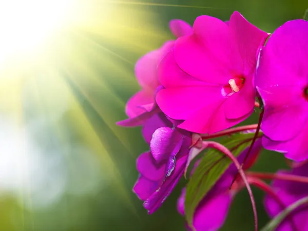 Hermosa flor rosa — Foto de Stock