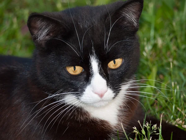 黒い猫の肖像画 — ストック写真