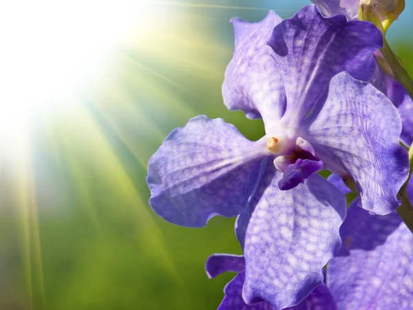 Orchidee blu — Foto Stock