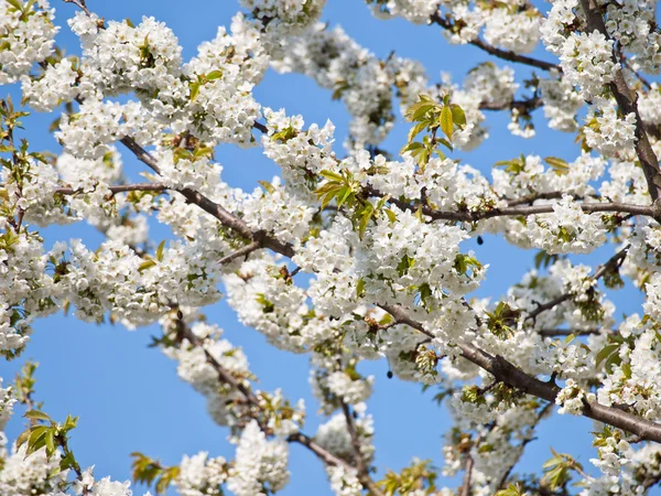 Fondo de flor de cereza —  Fotos de Stock