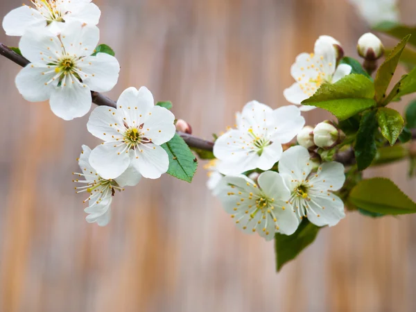 Kirschblüte Hintergrund — Stockfoto