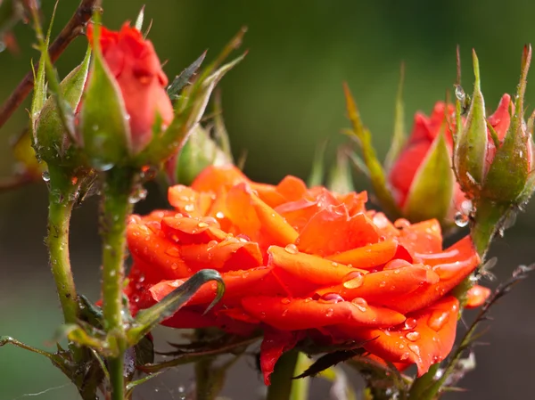 Fire rose — Stockfoto