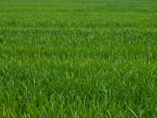 Sfondo campo verde — Foto Stock