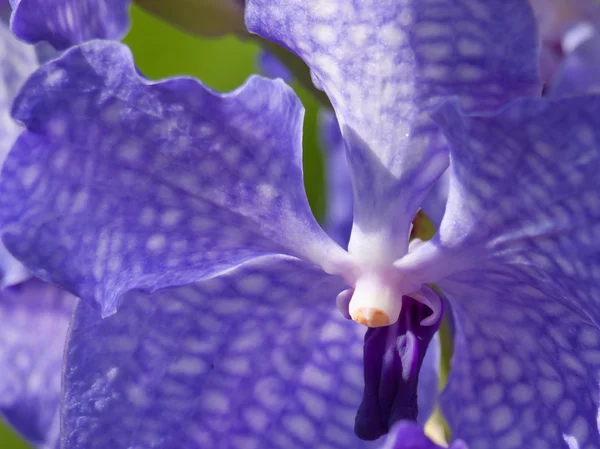 Orchidee blu — Foto Stock