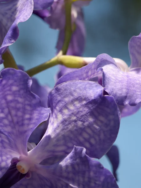 Orchidee blu — Foto Stock