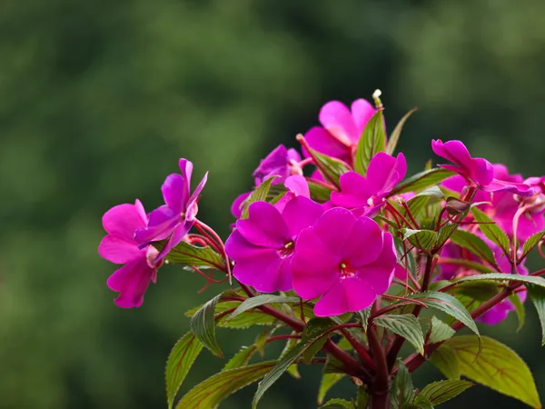 Mooie roze bloem — Stockfoto