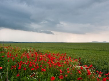 haşhaş alan arka plan