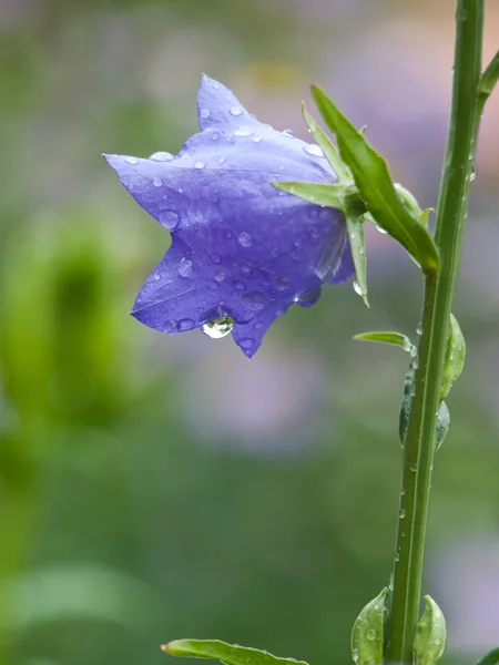 Bluebell tło — Zdjęcie stockowe